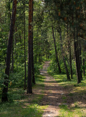 Old forest road hidden under trees, Jantar, northern Poland