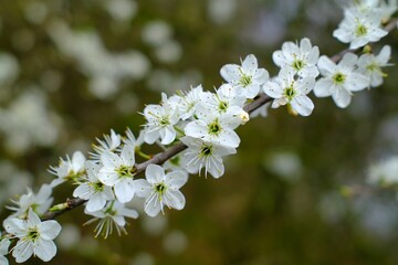 Makro einer sch&ouml;nen Bl&uuml;ten vor unscharfem Hintergrund