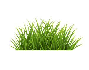 Green Grass Isolated White Background