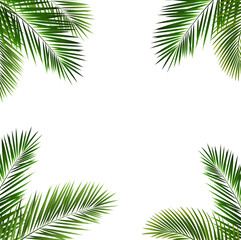 Fototapeta premium Green Tropical Branch Isolated White Background