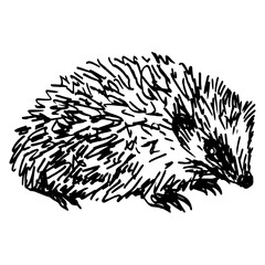 Hedgehog. Animal illustration. Hand drawn linear sketch. Black and white silhouette.
