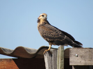Caramujeiro hawk, also called aruá hawk and fishing hawk