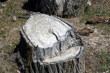 Poplar tree root cut from the bottom with a chainsaw,