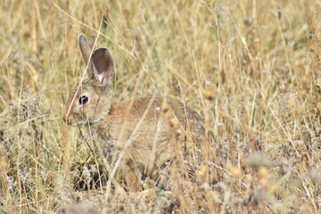 A nice little rabbit in the middle of the pasture