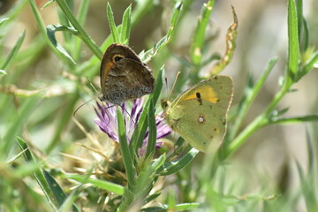 Two butterflies sharing the same flower. The beauty of sharing