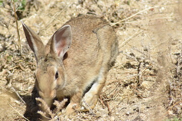 A nice little rabbit in the middle of the pasture