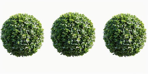Image of three topiary trees on a white background, perfect for home decor or design projects