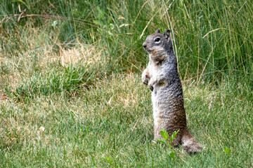 meerkat on the ground