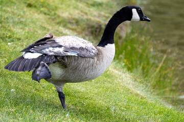 goose on the grass