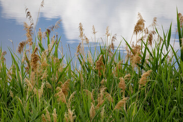 grass and sky