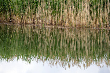 Obraz premium reeds in the water