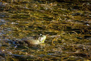 frog in the pond