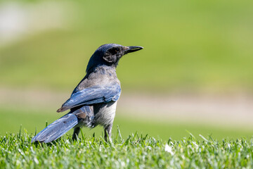 blue jay on the ground