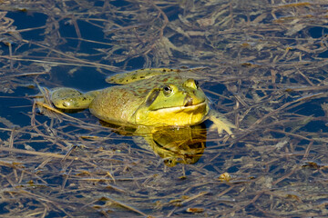 frog in the pond