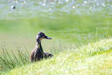 duck in the grass