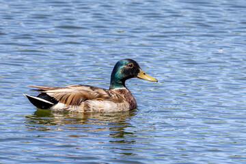 duck on the lake