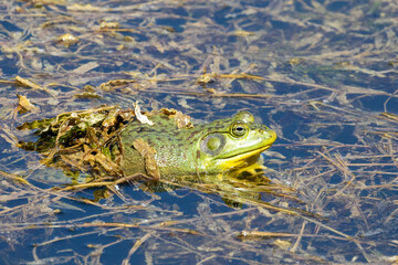 frog in the pond