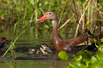 Baby black-bellied whistling ducks (Dendrocygna autumnalis) in Sarasota, Florida