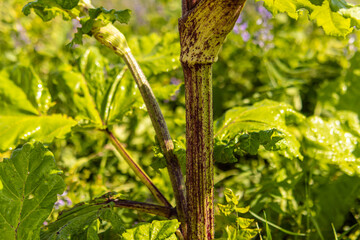 Dangerous poisonous hogweed. Thick stalk of hogweed