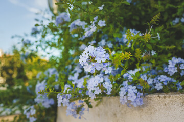 Blue Plumbago flowering shrub close-up