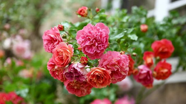 Beautiful rot, pink, apricot rose flowers swaying in the wind in front of the house window in the summer cottage garden. Gardening or floristic concept.