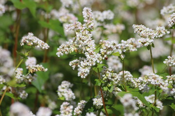 Fagopyrum esculentum. Buckwheat edible plant, healthy vegetarian food.