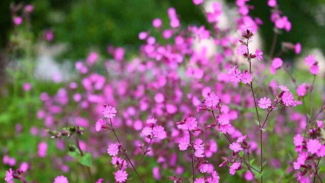 Beautiful flowers of red campion or red catchfly wildflower swaying in the wind in the summer meadow. Gardening or floristic concept. (Silene dioica)