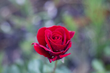róża, rosa, romantic flower, czerwona róża, isolated red rosę © Kima