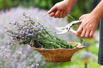 farmer womens hands works in garden cutting flowers lavender