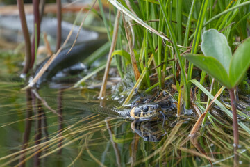 Schlängelnde Ringelnatter