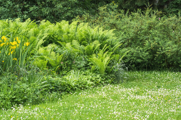 yellow irises and ferns on the lawn of a landscape park