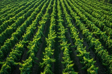 Aerial view of lush green vineyard rows at sunrise