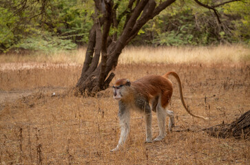 monkey in the savannah