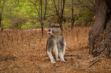 black tailed macaque