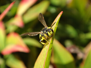 Sand tailed digger wasp (Cerceris arenaria), male perching on a leaf