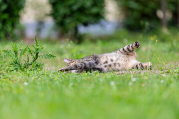 tabby cat on meadow