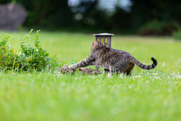 tabby cat on meadow