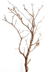 Fototapeta premium A minimalist scene featuring a bare tree against a plain white wall