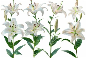 Group of white flowers surrounded by green leaves
