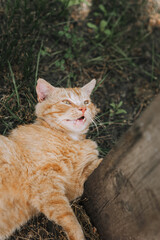 A beautiful orange red lazy adult cat lies on the green grass in a park outdoors. Photography, animal portrait, pet.