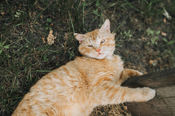 A beautiful orange red lazy cat lies on the green grass outdoors. Photography, portrait of an animal.