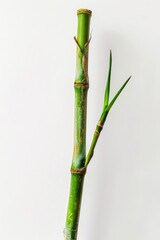 Fototapeta premium A tall bamboo plant in a decorative vase on a wooden table
