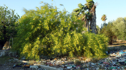 Beautiful flowering bush of yellow acacia Parkinsonia aculeata in middle of terrible garbage dump,...