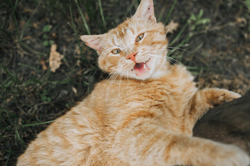 A beautiful orange red lazy adult cat lies meowing on the green grass in a park outdoors. Close-up photography, portrait of an animal in nature, top view.