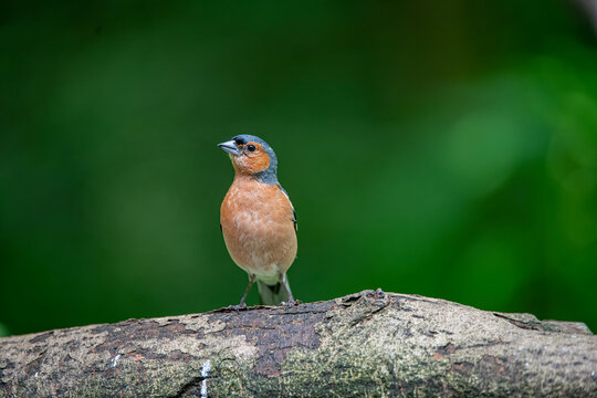 chaffinch