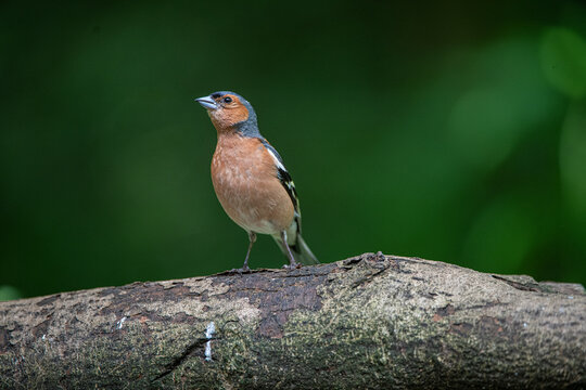 chaffinch