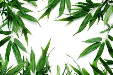 Fototapeta premium A simple frame made of green leaves on a white background