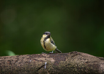 Great Tit