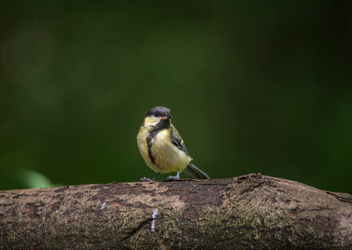 Great Tit
