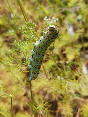 Caterpillar 